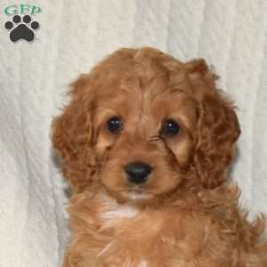 Pickles, Cockapoo Puppy