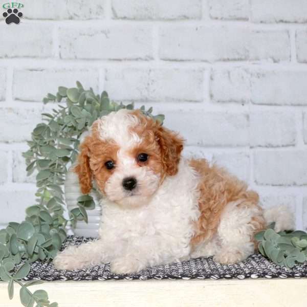 Pike, Cavapoo Puppy