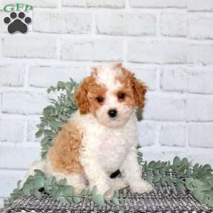 Pike, Cavapoo Puppy