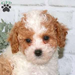 Pike, Cavapoo Puppy