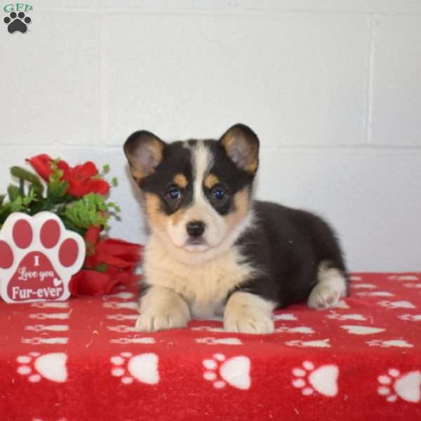 Piper, Pembroke Welsh Corgi Puppy