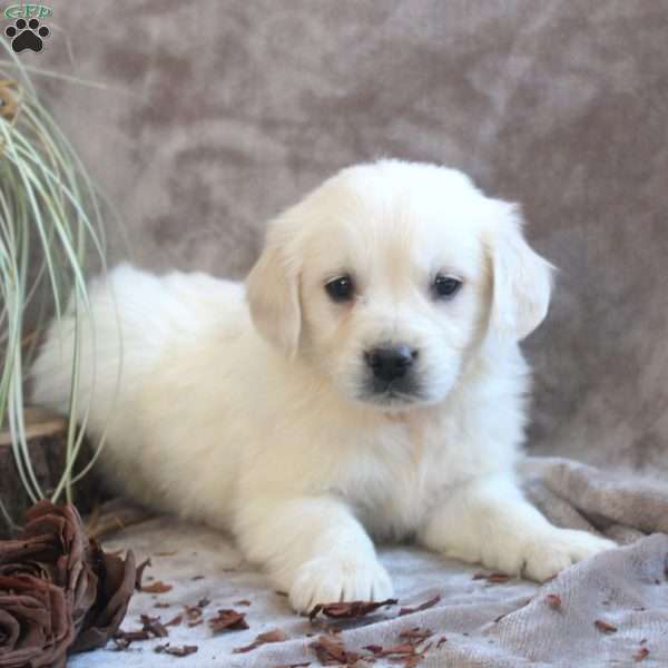 Piper, English Cream Golden Retriever Puppy