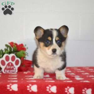 Piper, Pembroke Welsh Corgi Puppy