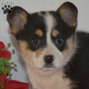 Piper, Pembroke Welsh Corgi Puppy