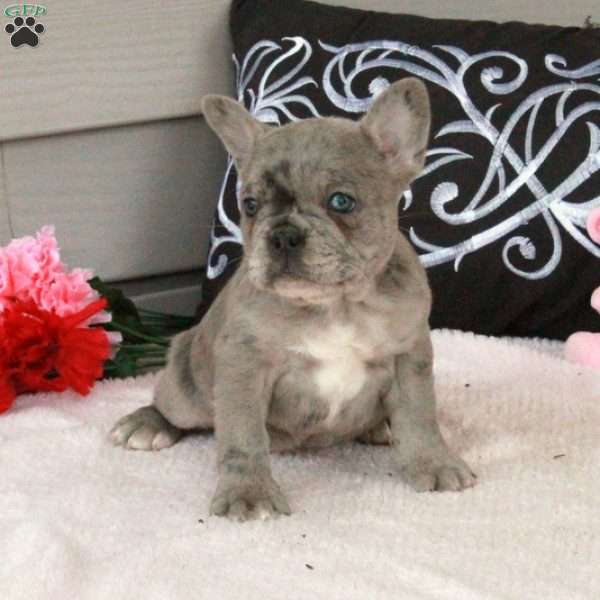 Pippa, French Bulldog Puppy