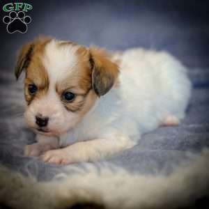 Pippi, Papillon Puppy