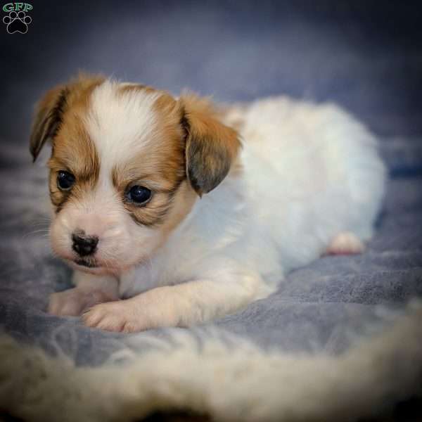 Pippi, Papillon Puppy