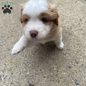 Button, Australian Shepherd Puppy