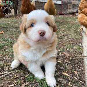 Button, Australian Shepherd Puppy