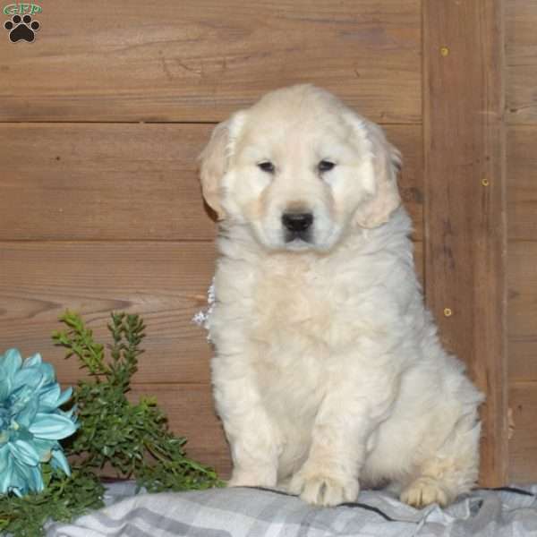 Polar, English Cream Golden Retriever Puppy