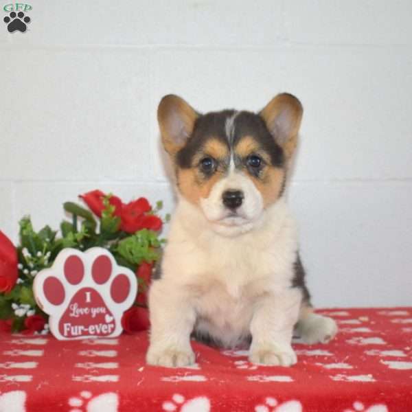 Polly, Pembroke Welsh Corgi Puppy