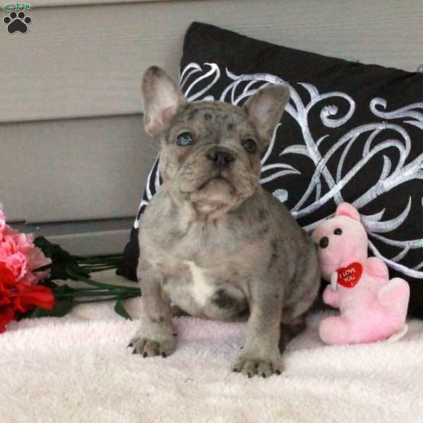 Polly, French Bulldog Puppy