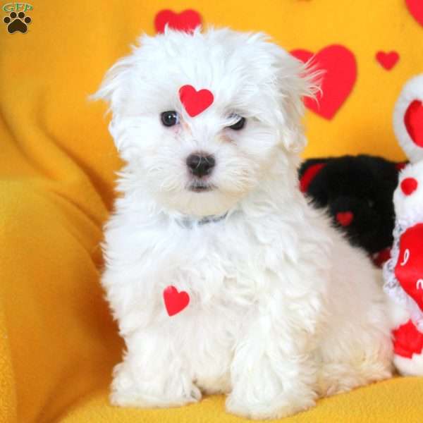 Polly, Maltese Puppy