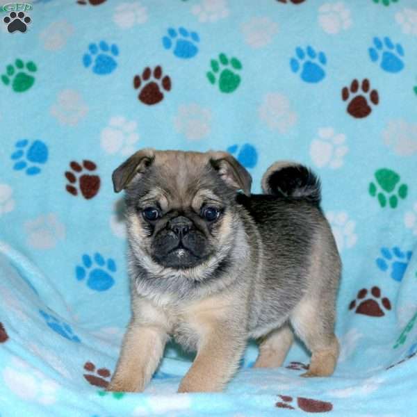 Poppy, Pug Puppy