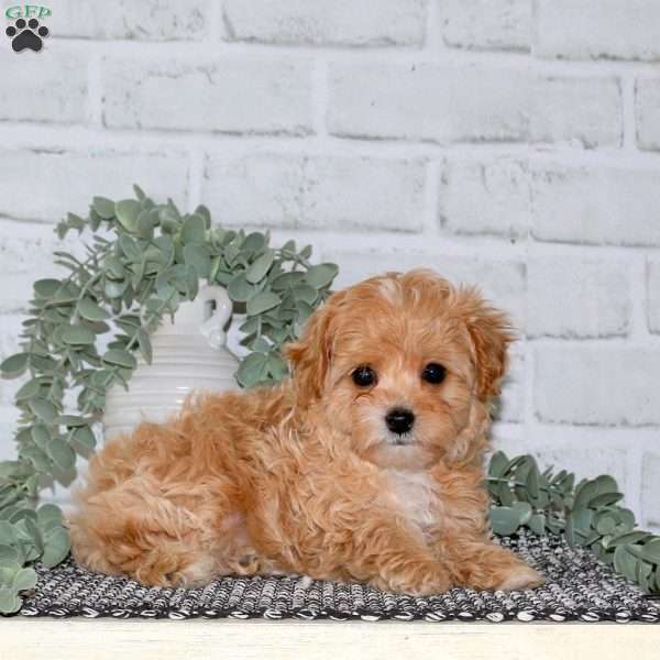 Poppy, Cavapoo Puppy