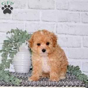 Poppy, Cavapoo Puppy