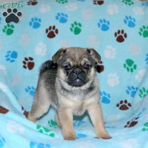 Poppy, Pug Puppy