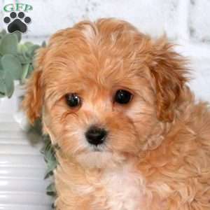 Poppy, Cavapoo Puppy