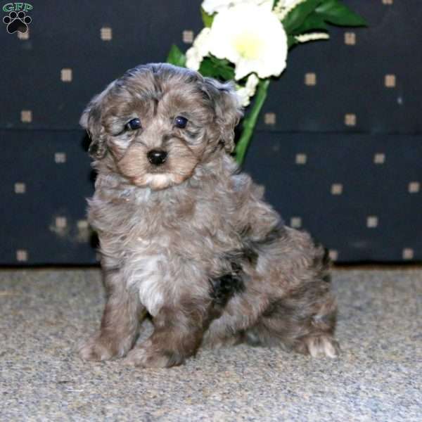 Poppy, Cockapoo Puppy