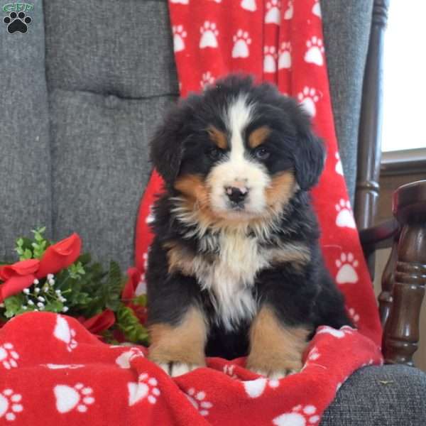 Porter, Bernese Mountain Dog Puppy