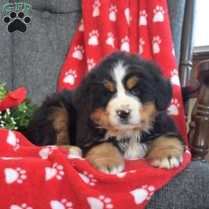 Porter, Bernese Mountain Dog Puppy