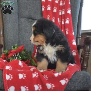 Porter, Bernese Mountain Dog Puppy