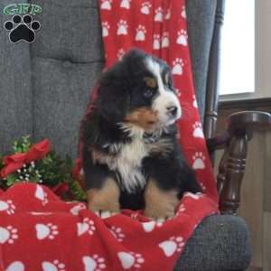 Porter, Bernese Mountain Dog Puppy