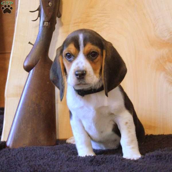 Preston, Beagle Puppy