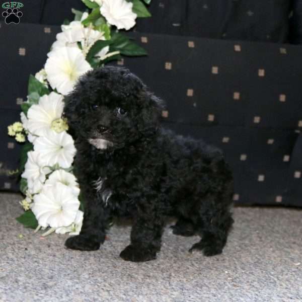 Prince, Cockapoo Puppy