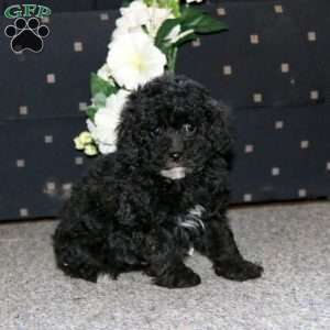 Prince, Cockapoo Puppy