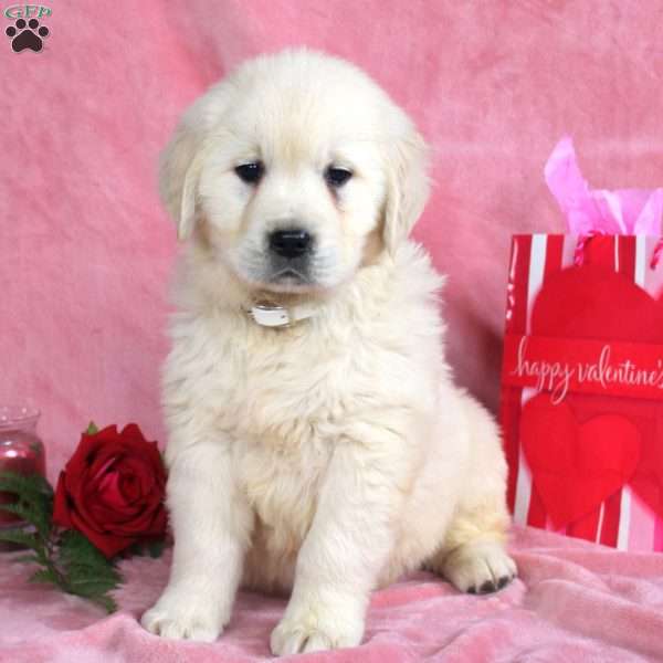 Princess, English Cream Golden Retriever Puppy