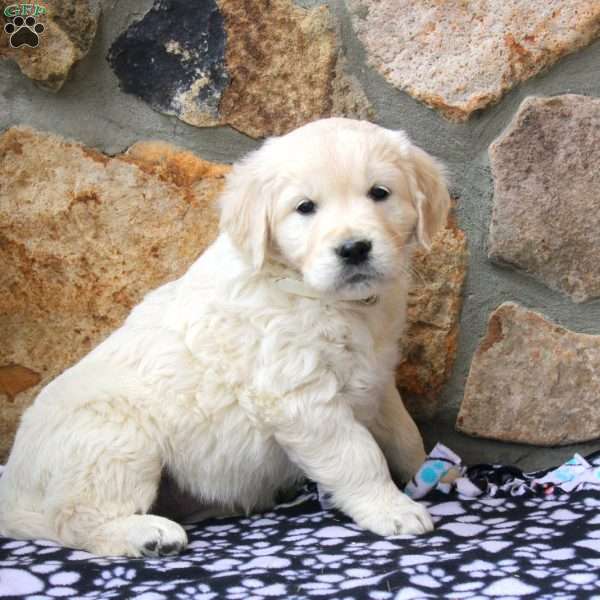 Princess, English Cream Golden Retriever Puppy