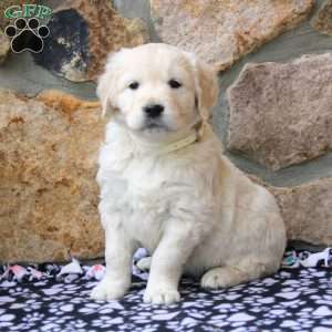 Princess, English Cream Golden Retriever Puppy