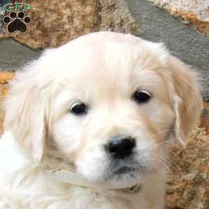 Princess, English Cream Golden Retriever Puppy