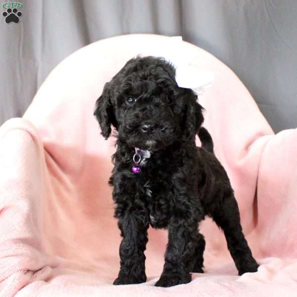 Princess-F1B, Cockapoo Puppy