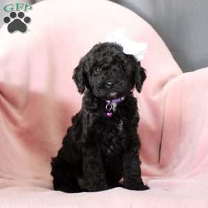 Princess-F1B, Cockapoo Puppy