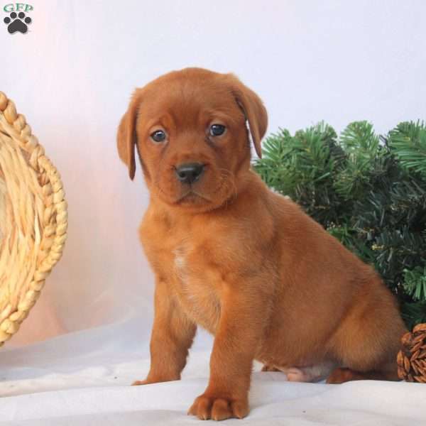 Porter, Fox Red Labrador Retriever Puppy