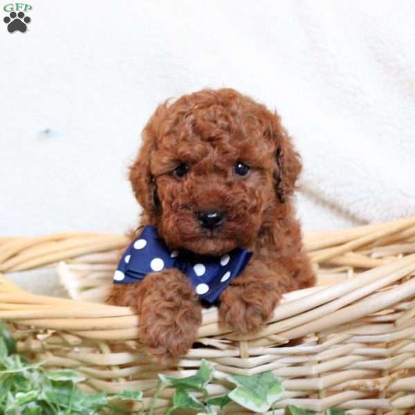 Puddles, Toy Poodle Puppy