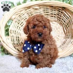 Puddles, Toy Poodle Puppy