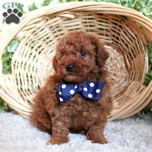 Puddles, Toy Poodle Puppy