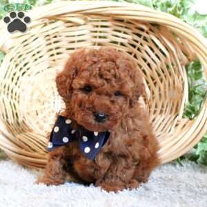 Puddles, Toy Poodle Puppy