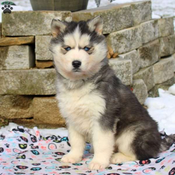 Puff, Siberian Husky Puppy