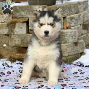 Puff, Siberian Husky Puppy