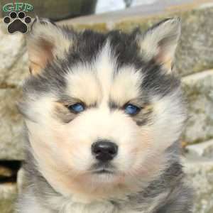 Puff, Siberian Husky Puppy