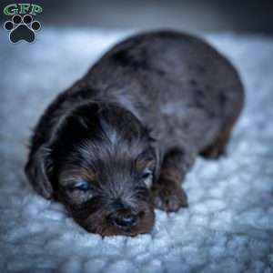 Pumba, Cavapoo Puppy