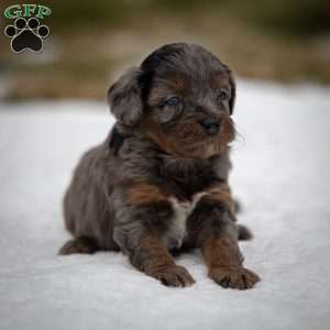 Pumba, Cavapoo Puppy