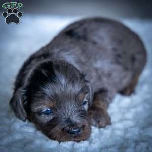 Pumba, Cavapoo Puppy