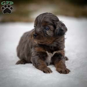 Pumba, Cavapoo Puppy