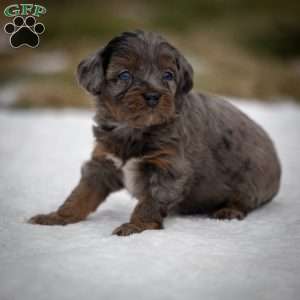 Pumba, Cavapoo Puppy