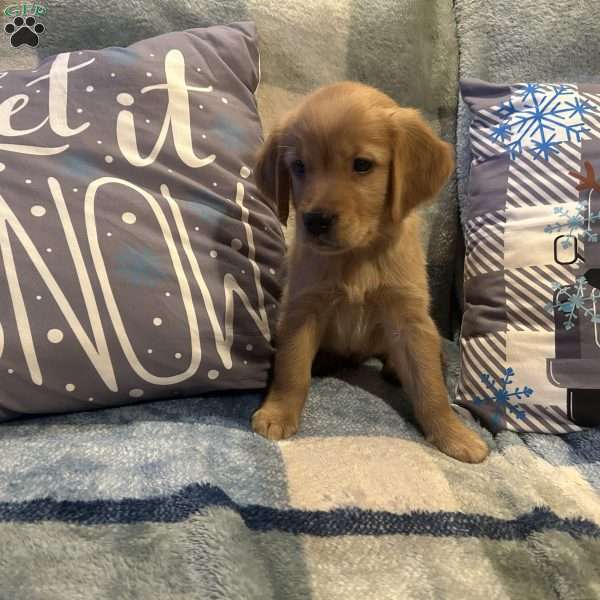 Pumpkin, Golden Retriever Puppy